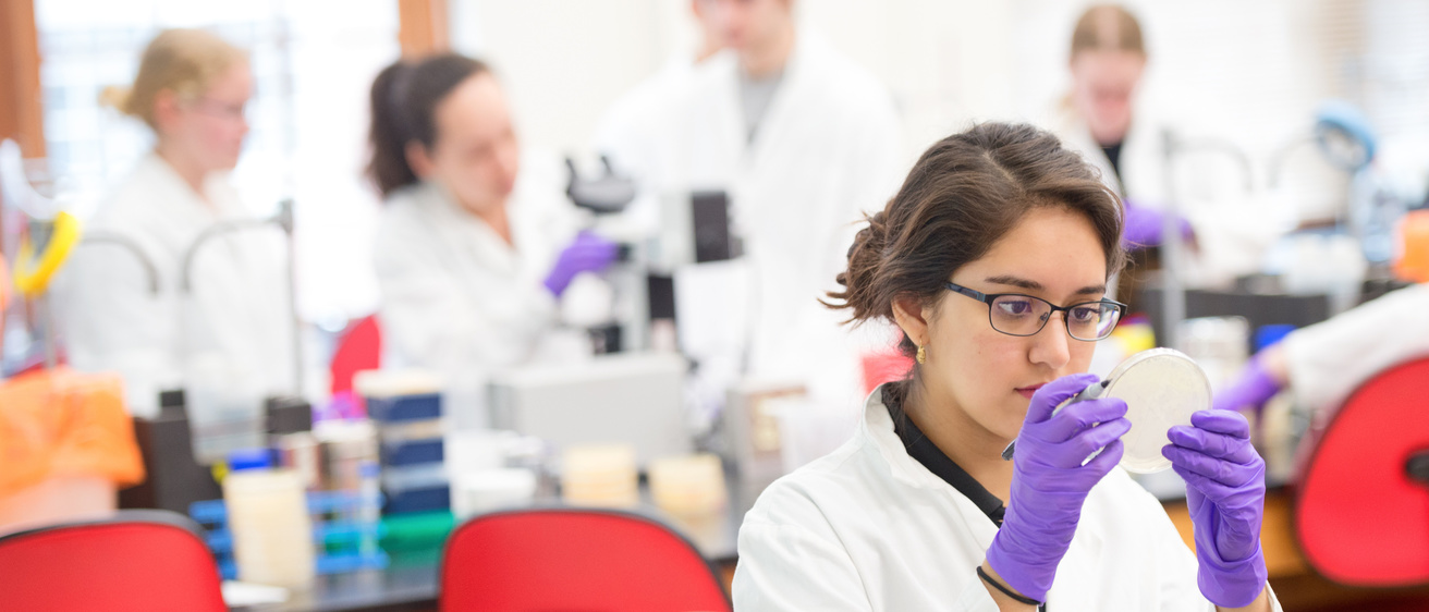 A person in purple lab gloves studying a specimen